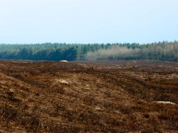 IMGP9773-afbraendt hede